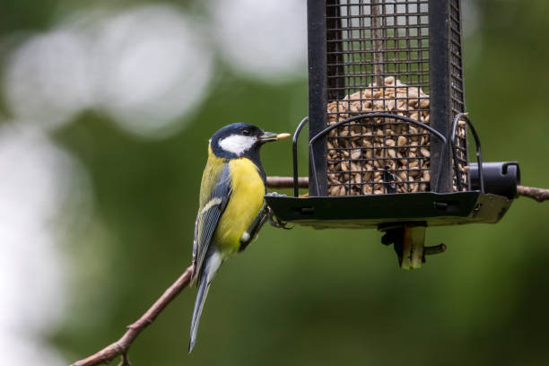 Great tit eating at bird feeder stock photo