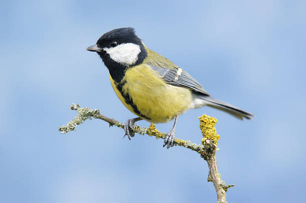 Great tit  on a twig stock photo