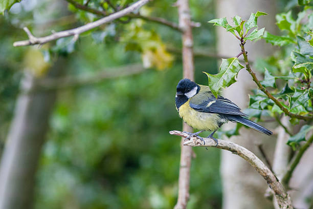 Great tit perched on branch stock photo