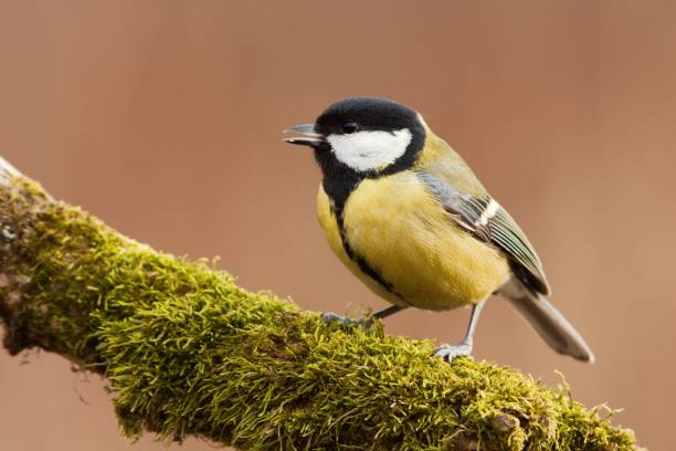 Great tit (Parus) sitting on the branch covered with moss stock photo