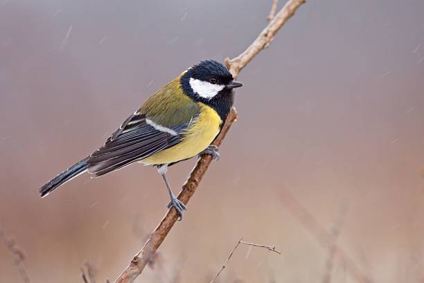 Great tit sitting on the branch stock photo