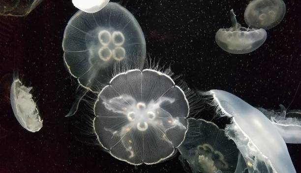 Great View of the Anatomy of Jellyfish, Transparent, Opaque, Learning Ideas stock photo