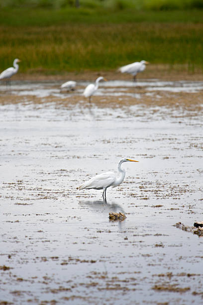 Great White Egret in Swamp stock photo