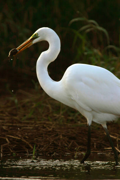 Great White Egret stock photo