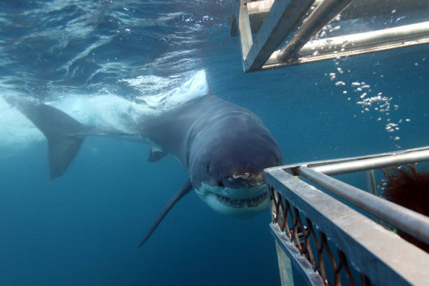 great white shark, Carcharodon carcharias, approaching the cage, Neptune Islands, South Australia stock photo