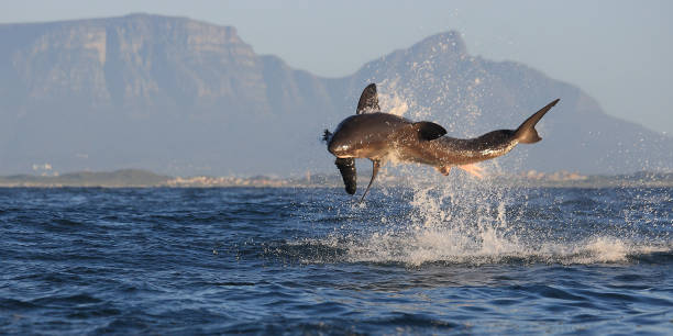 great white shark, Carcharodon carcharias, breaching on seal shaped decoy with Table Mountain and Devil's Peak in the background, False Bay, South Africa stock photo