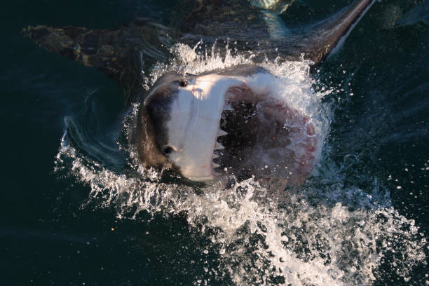 great white shark, Carcharodon carcharias, surfacing with mouth wide open, False Bay, South Africa stock photo