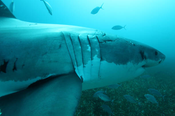 great white shark, Carcharodon carcharias, swimming over the bottom at the Neptune Islands, South Australia stock photo