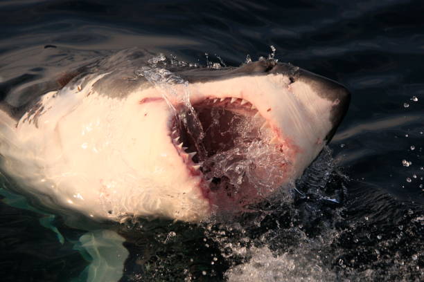 great white shark, Carcharodon carcharias, with mouth wide open, False Bay, South Africa, Atlantic Ocean stock photo