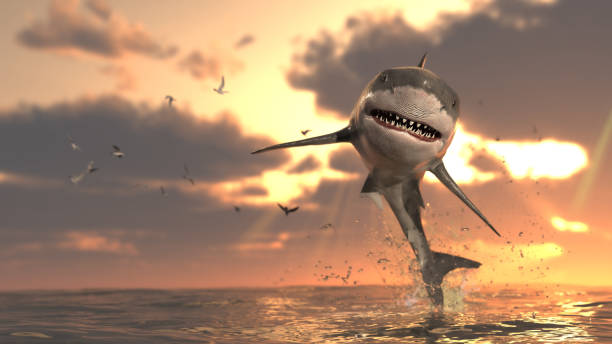 Great white shark grinning in the air jumped so high at sunrise 3d rendering stock photo