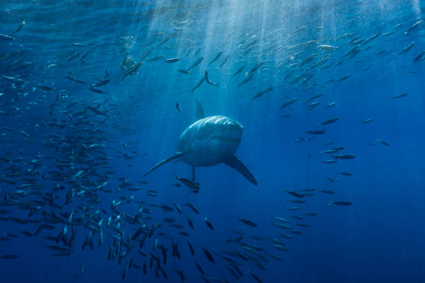 Great white shark A white shark swimming through a school of mackerel in the Pacific ocean animal teeth photos stock pictures, royalty-free photos & images