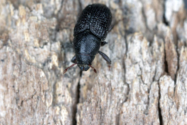 Greater ash bark beetle (Hylesinus crenatus), on wood, Greater ash bark beetle (Hylesinus crenatus), on wood, ash borer stock pictures, royalty-free photos & images