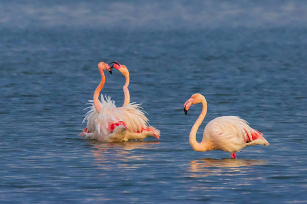 Greater flamingo fighting (Phoenicopterus roseus) stock photo