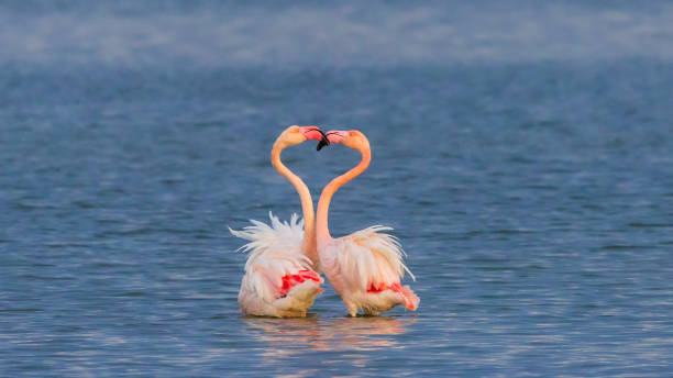 Greater flamingo fighting (Phoenicopterus roseus) stock photo