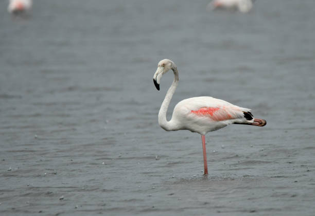 Greater Flamingo stock photo