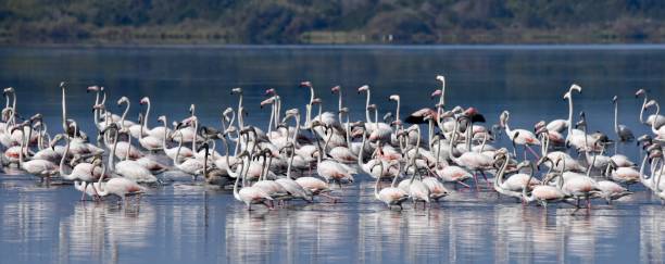 Greater Flamingos on Lake Korission, Corfu, Greece stock photo
