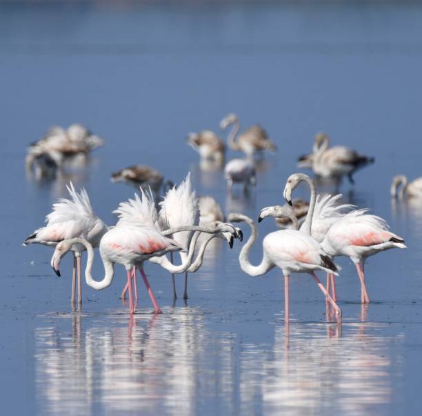 Greater Flamingos on Lake Korission, Corfu, Greece stock photo