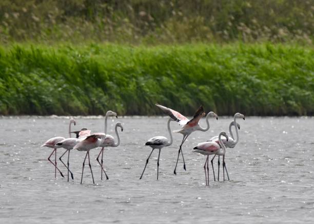Greater Flamingos on Lake Korission stock photo