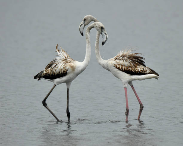 Greater Flamingos stock photo