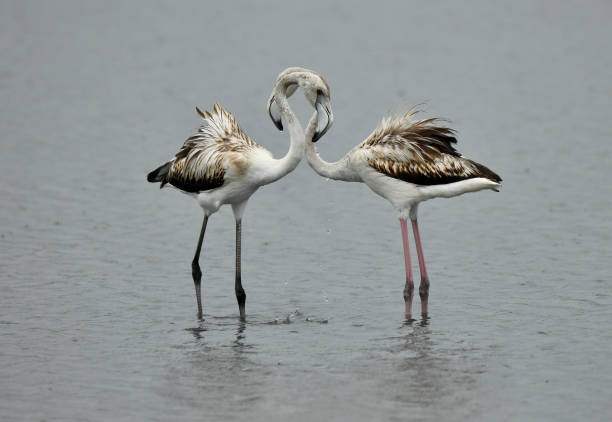 Greater Flamingos stock photo