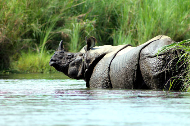 Greater One-Horned Rhino - Chitwan National Park, Nepal Greater One-Horned Rhino - Chitwan National Park, Nepal chitwan stock pictures, royalty-free photos & images
