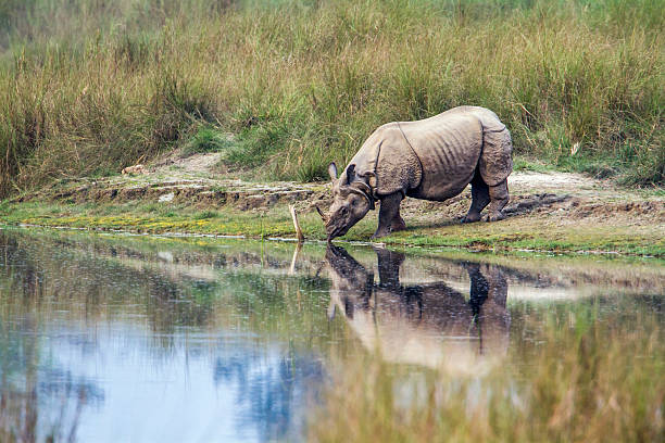 Greater One-horned Rhinoceros in Bardia national park, Nepal specie Rhinoceros unicornis family of Rhinocerotidae terai stock pictures, royalty-free photos & images
