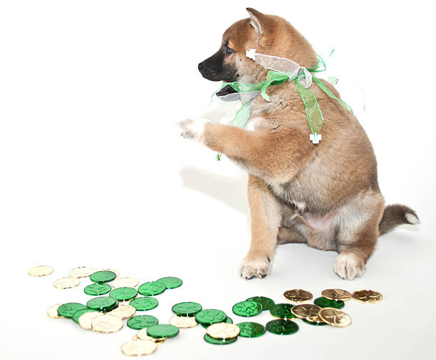 Greedy  St. Patrick's Day Puppy stock photo