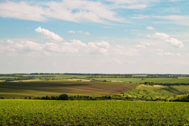 parlak güneşli bir yaz gününde yeşil tarım alanları. bulutlu bir gökyüzünün altında. belgorod reggion, rusya'nın tipik tarım arazisi. - belgorod stok fotoğraflar ve resimler