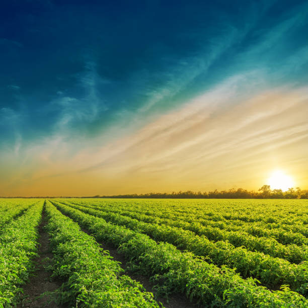 Photo of Green agriculture field in sunset. Tomatoes field