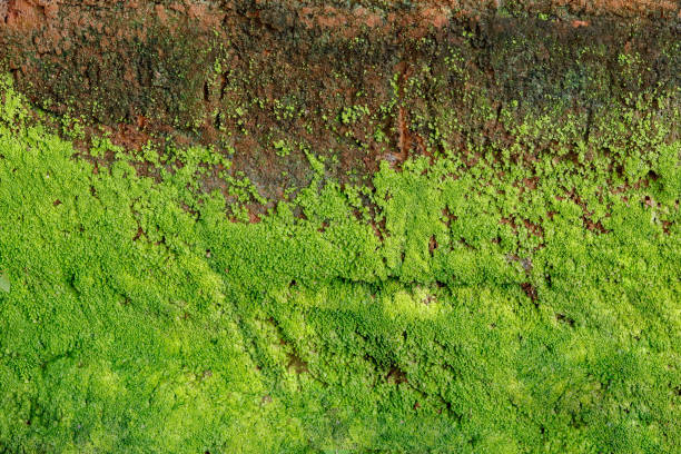 Green Algae on Concrete Wall Green algae on concrete moisture wall, in rainy season texture or background green algae stock pictures, royalty-free photos & images