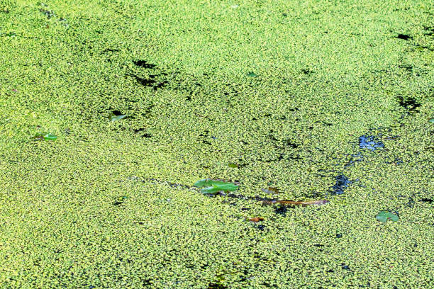 Green Algae on Pond Close up of algae growing on a pond in the summer green algae stock pictures, royalty-free photos & images