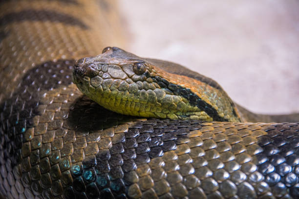 Green Anaconda Snake stock photo