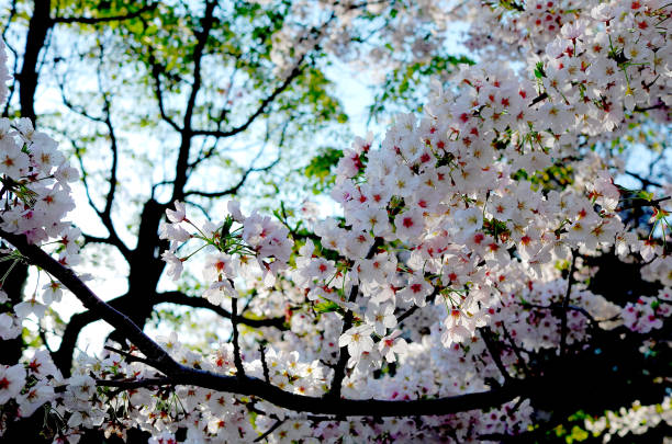 Green and cherry blossoms stock photo