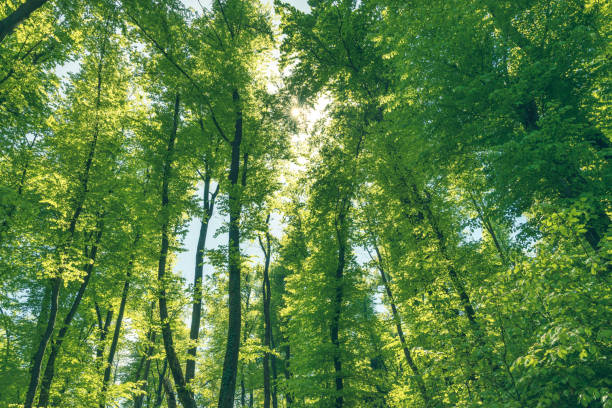 Green and healthy forest an important part of our ecosystem. Green and healthy forest an important part of our ecosystem. Afforestation for better future. afforestation stock pictures, royalty-free photos & images