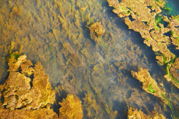 Photo of Green and orange algae on the river. Pollution of the environment.