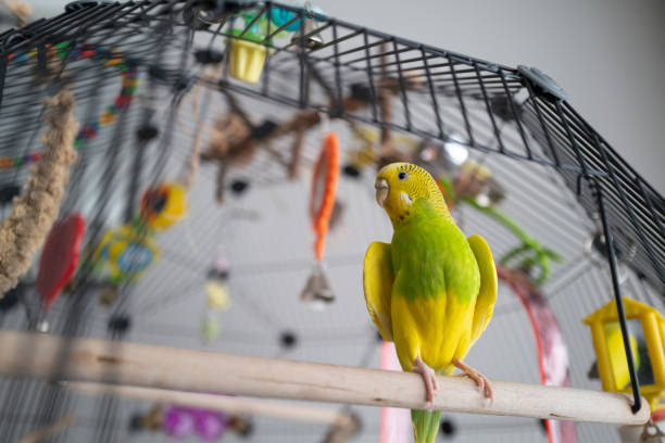 Green and yellow budgerigar parakeet sitting on a perch with the door open to her cage. She is opening her wings slighty to cool off. stock photo