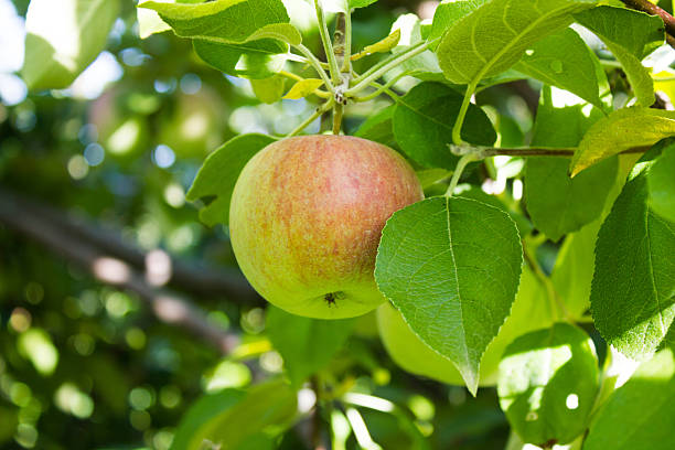 Green Apple in Tree stock photo