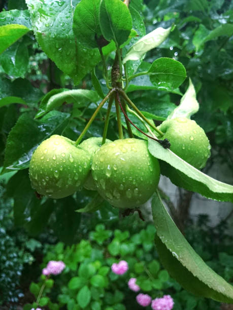 Green apples hanging on branch stock photo