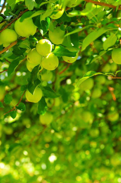 Green apples in the orchard of Fruita stock photo