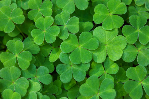 Green background with three-leaved shamrocks. St. Patrick's day holiday symbol.  Shallow DOF. Selective focus. stock photo