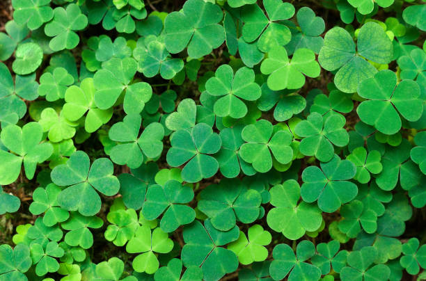 Green background with three-leaved shamrocks. St.Patrick's day holiday symbol. stock photo