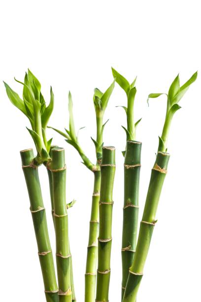 Green bamboo isolated on white background Bamboo - Plant, Seedling, Japanese Garden, Living Organism, Plant bamboo plant stock pictures, royalty-free photos & images