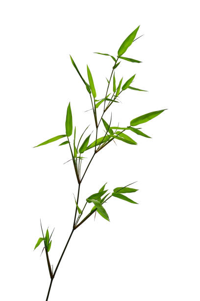 grön bambu blad och twig isolerad på vit bakgrund - gren plantdel bildbanksfoton och bilder