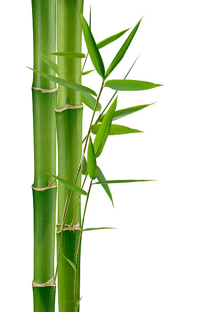 Green Bamboo stock photo