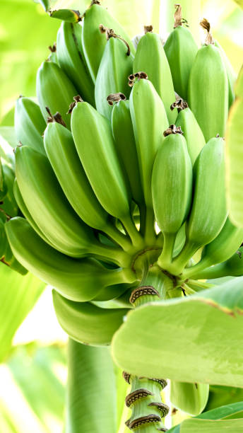 Green Bananas stock photo