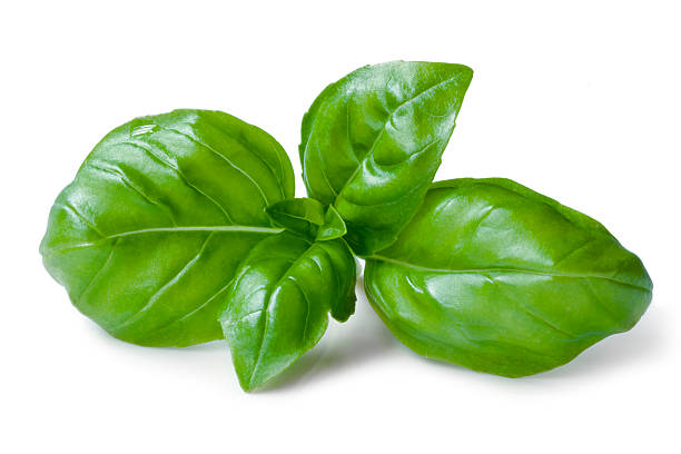 Green basil leaves isolated on a white background stock photo