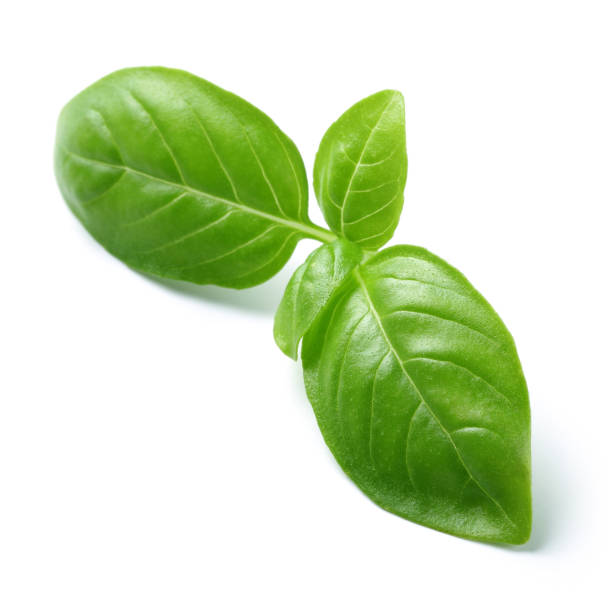 green basil leaves isolated on white - manjericos imagens e fotografias de stock