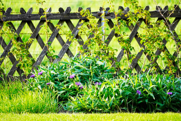 Green bed in the garden with a wooden fence in the background. Mountain knapweed and raspberry plants. stock photo