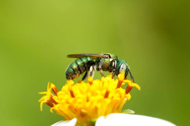 Green bee on flower stock photo