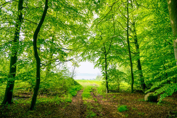 Green beech forest in the spring with a nature trail stock photo